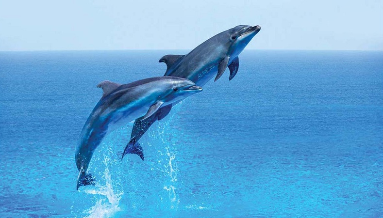 Celebrate National Dolphin Day with these great games